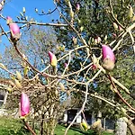 Am * Fussach