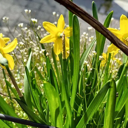 Am Appartement Fussach